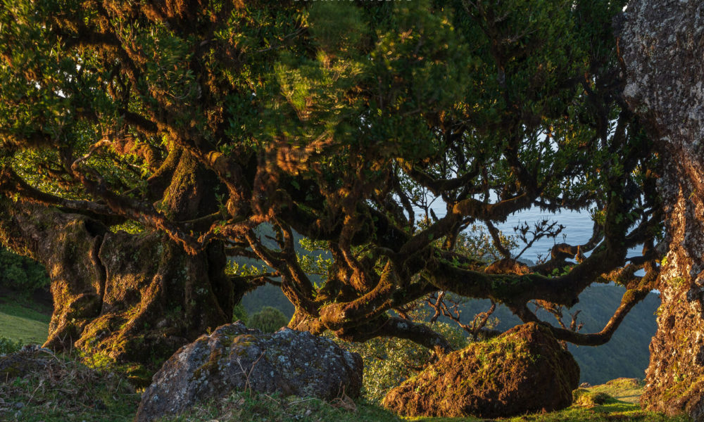 Madera - Florestal Fanal = drzewa wawrzynowe