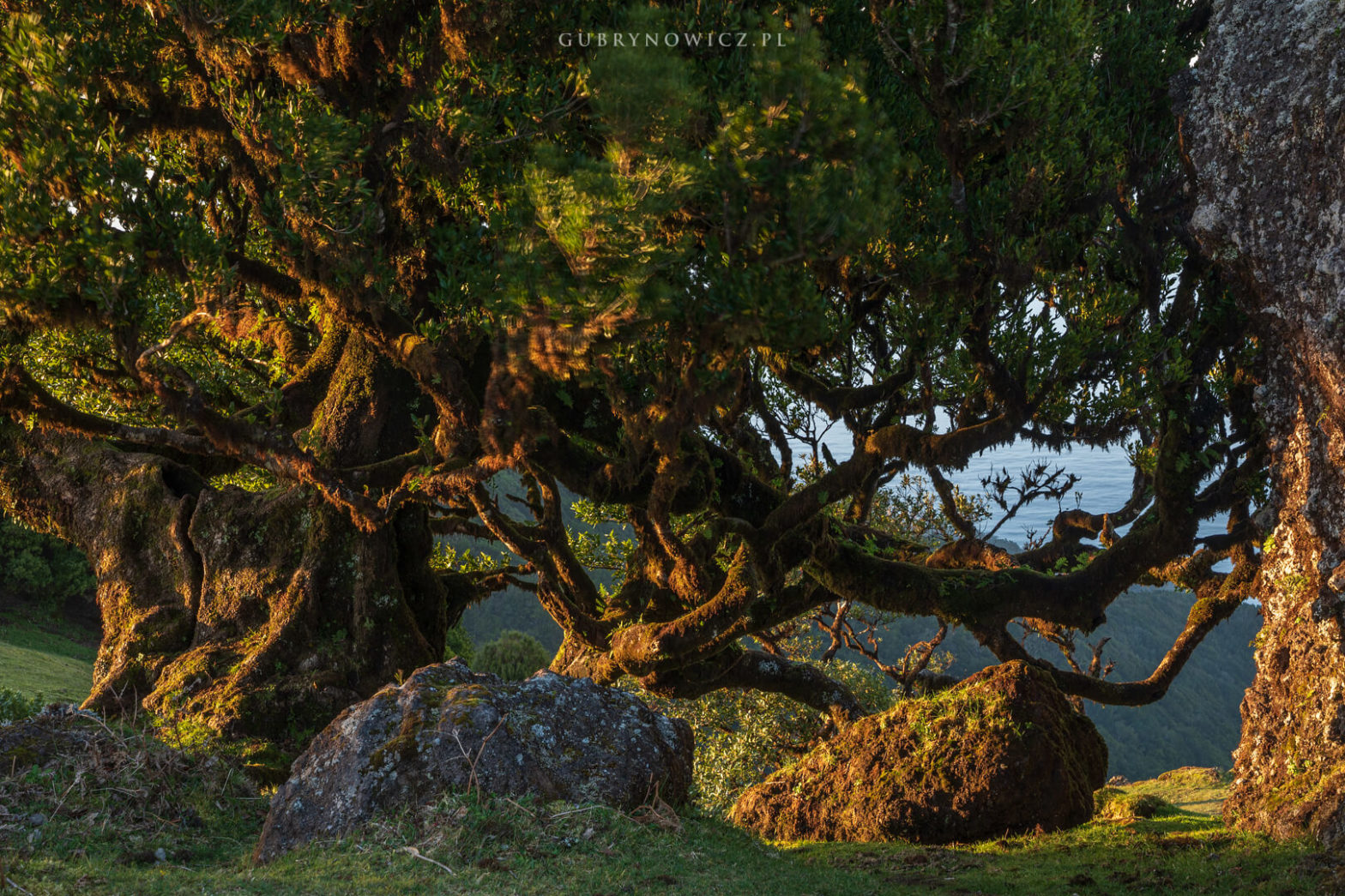 Madera - Florestal Fanal = drzewa wawrzynowe